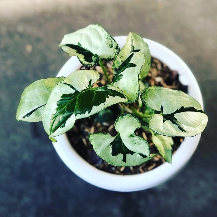 Syngonium Majesty