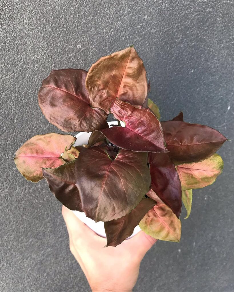 Syngonium Maria Allusion