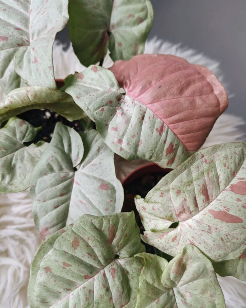 Syngonium Milk Confetti