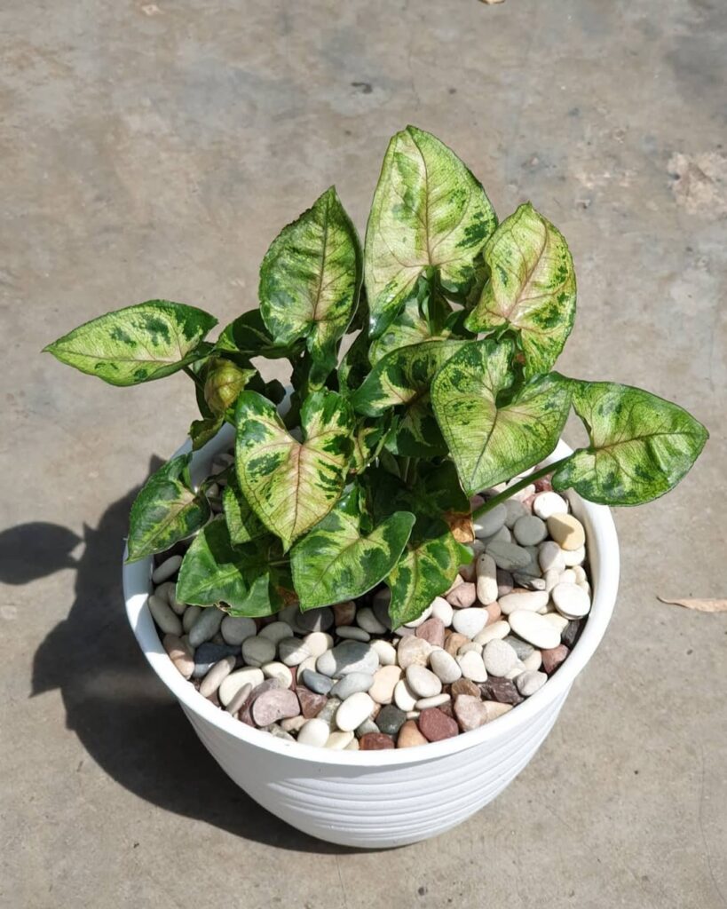 Syngonium Mini Allusion