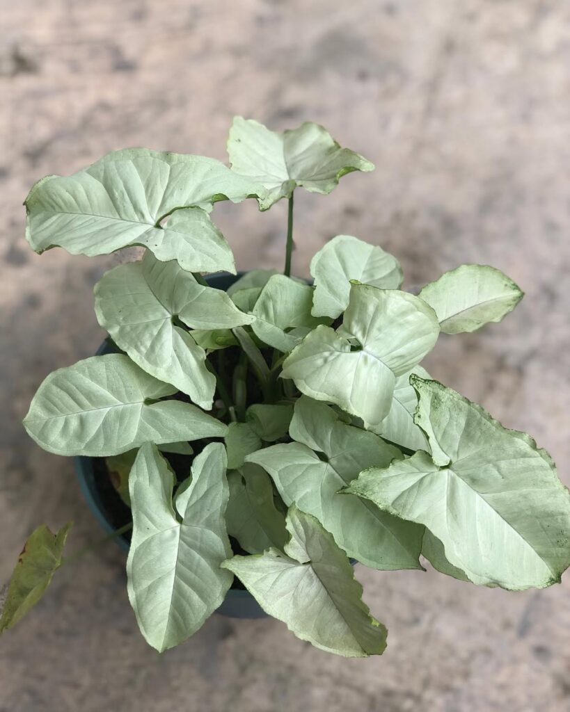 Syngonium Moonshine