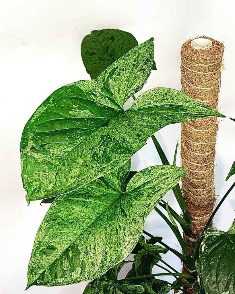 Syngonium Mottled