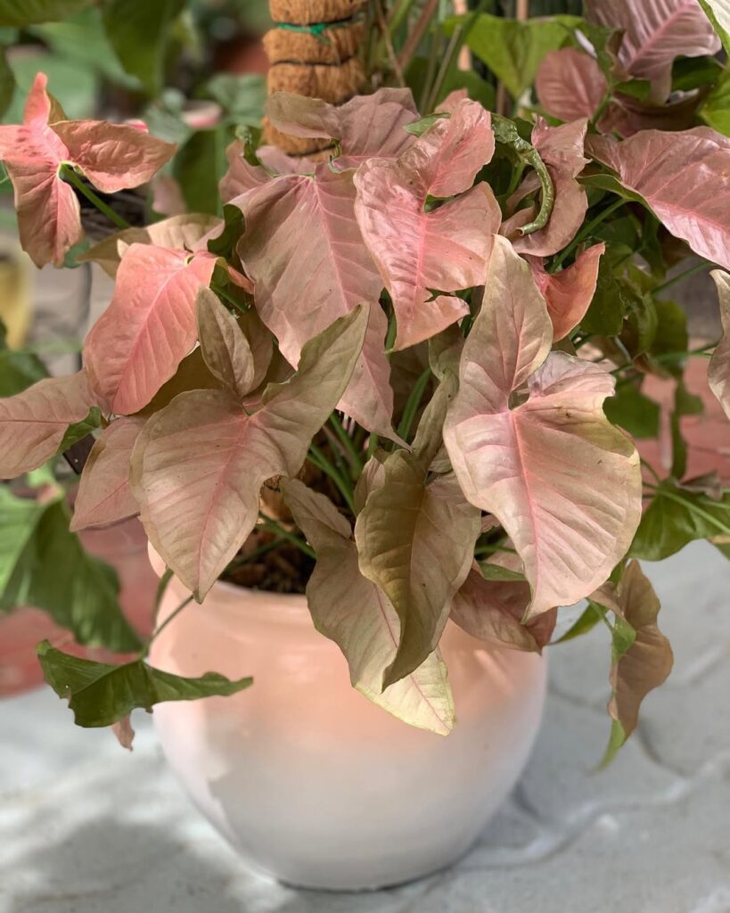 Syngonium Neon Robusta