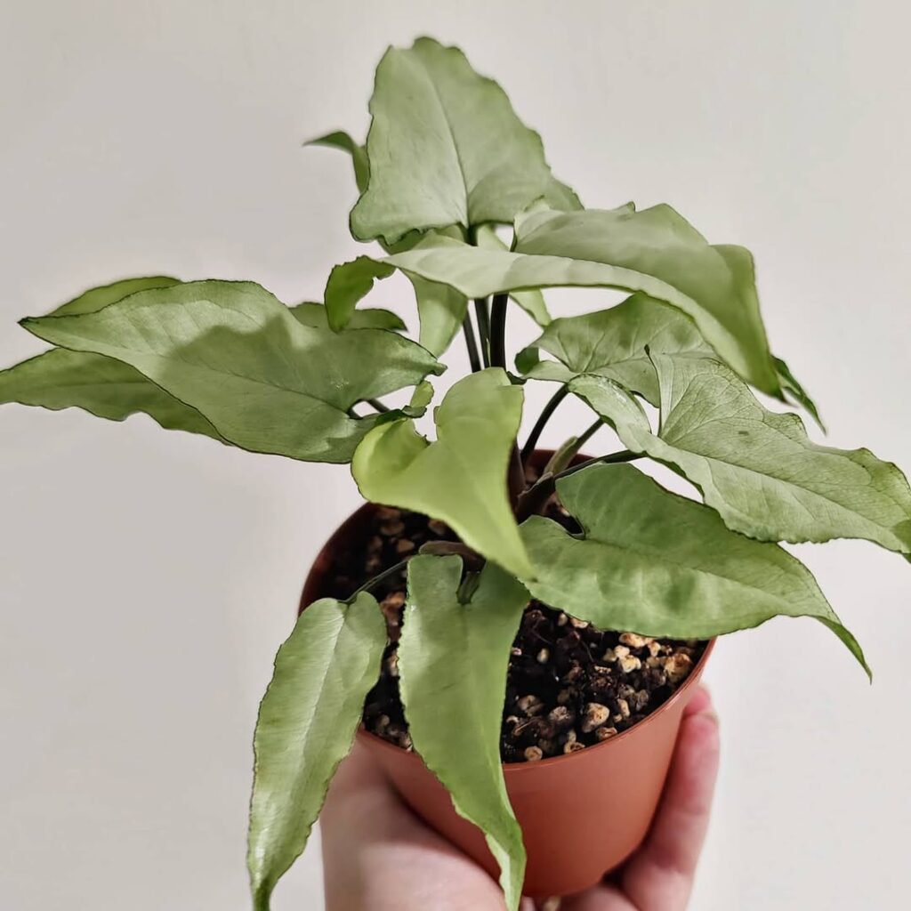 Syngonium Ngern Lai Ma