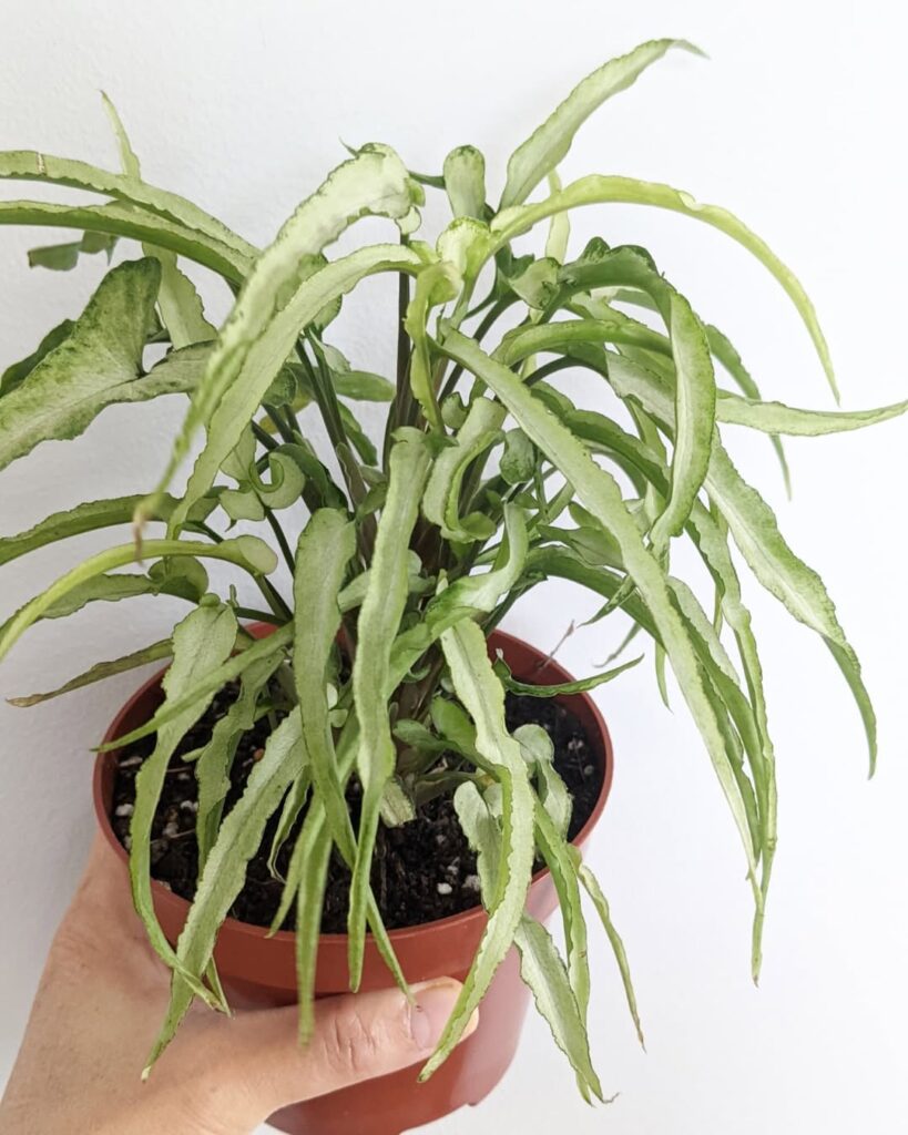 Syngonium Ngern Lai Ma Narrow Form