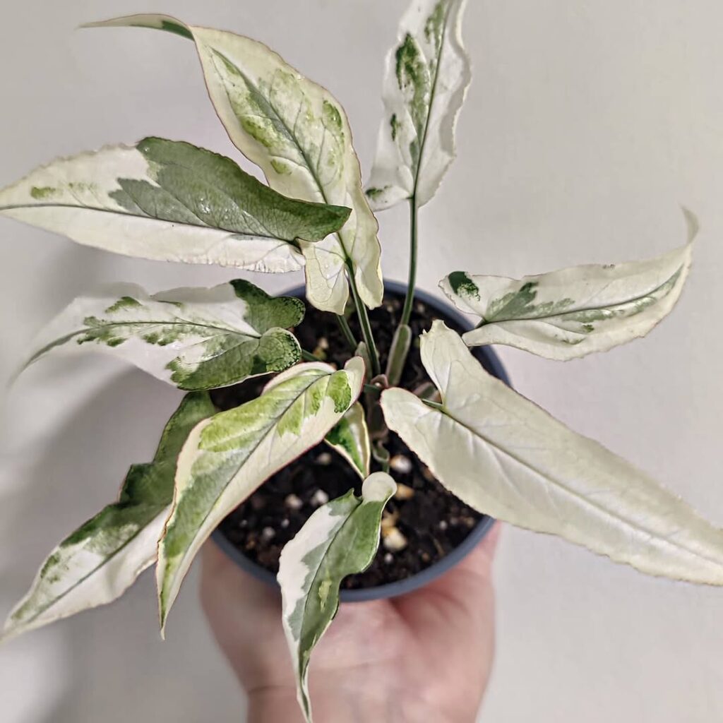 Syngonium Ngern Lai Ma Variegated