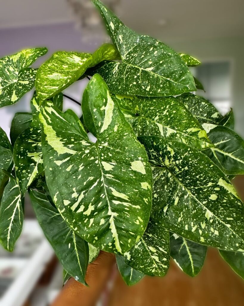 Syngonium Panda Galaxy