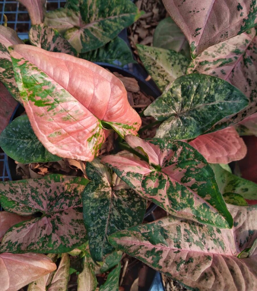 Syngonium Pink Flecked