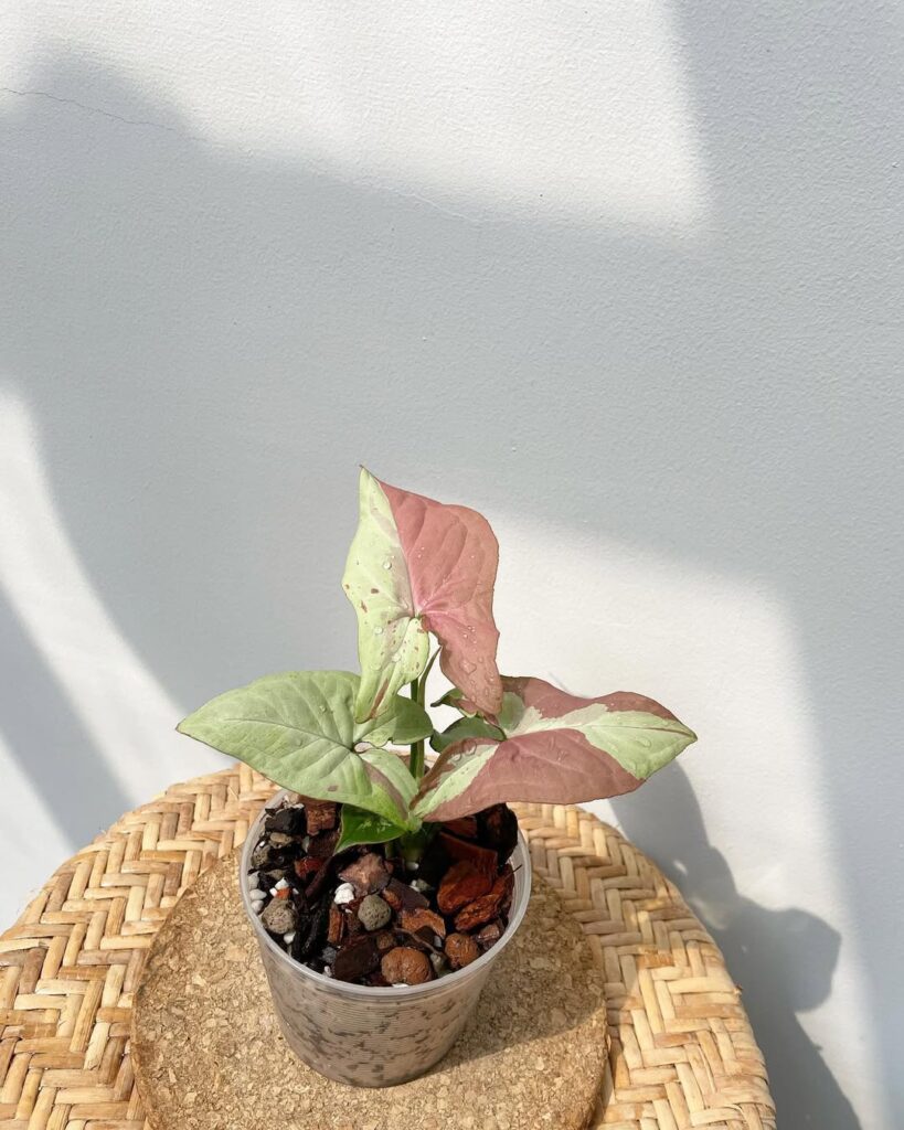Syngonium Pink Salmon