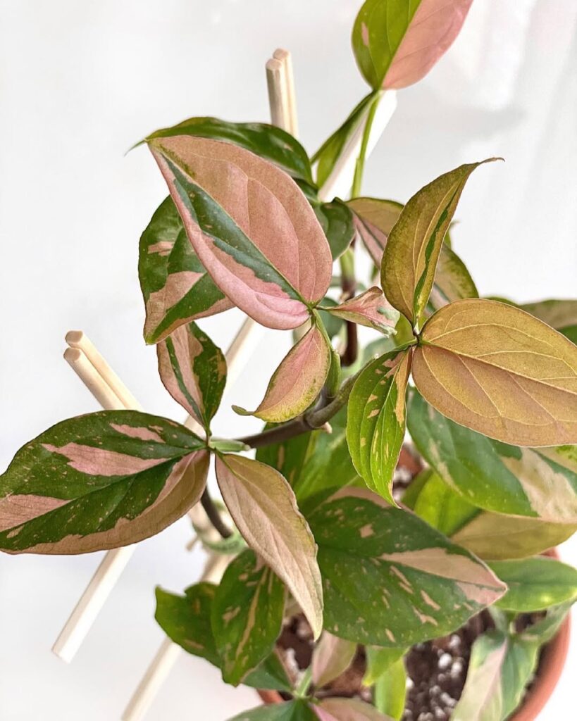 Syngonium Pink Splash 1