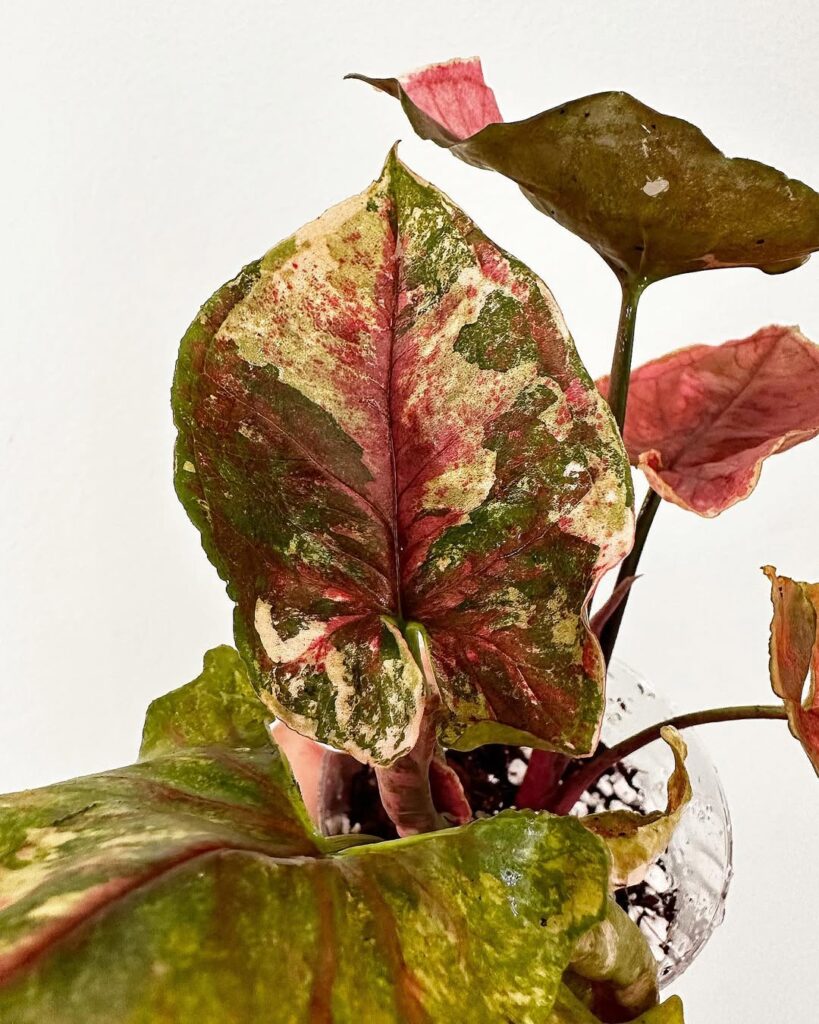 Syngonium Strawberry Ice