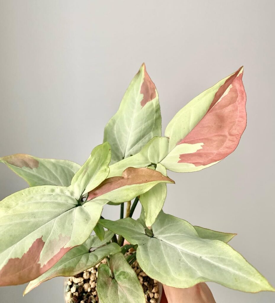 Syngonium Strawberry Milk
