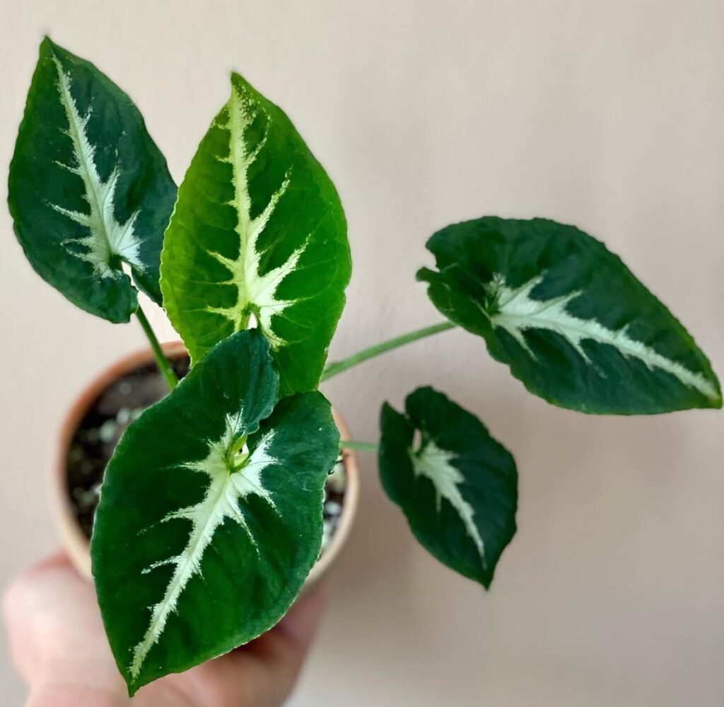 Syngonium Wendlandii Round Form