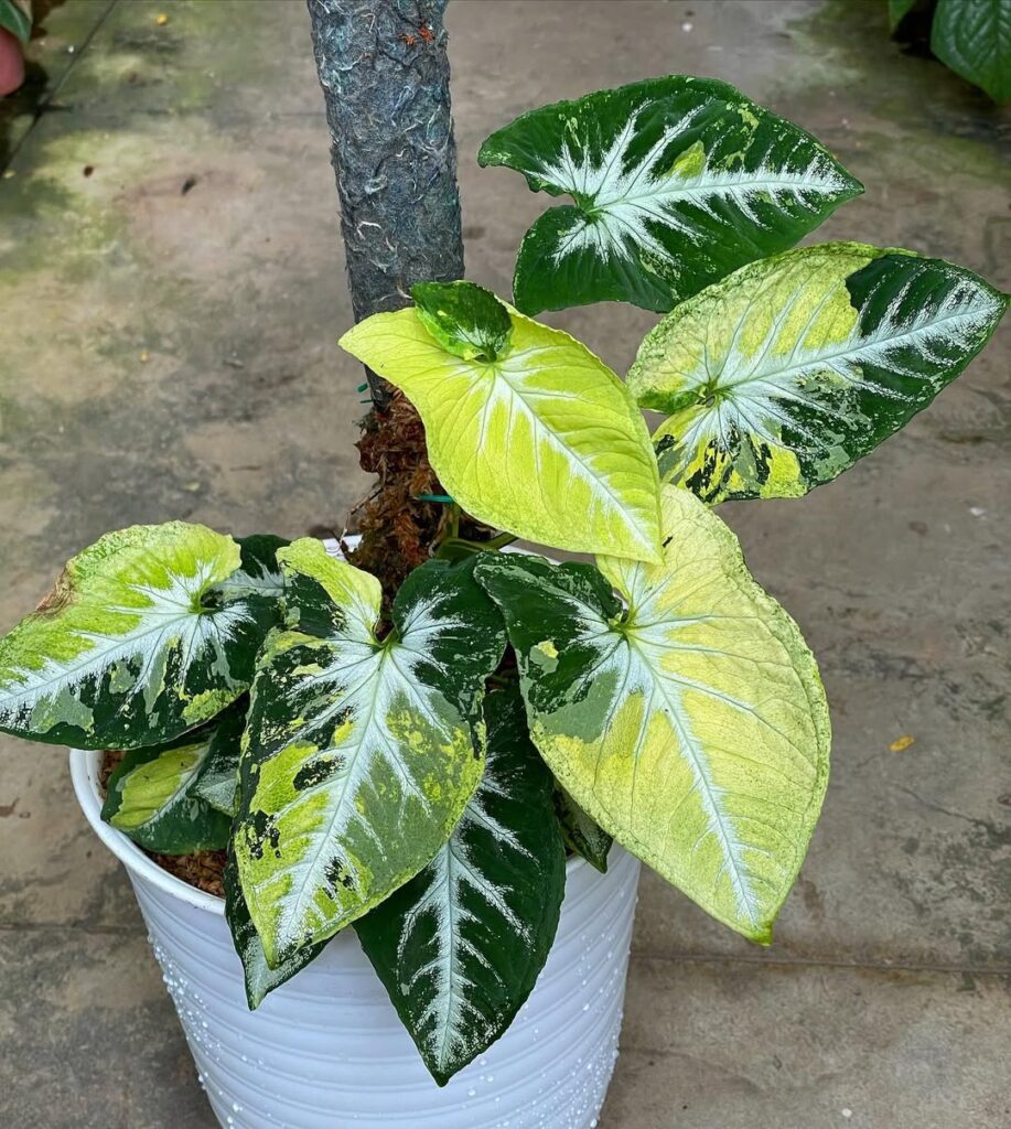 Syngonium Wendlandii Scrambled Eggs
