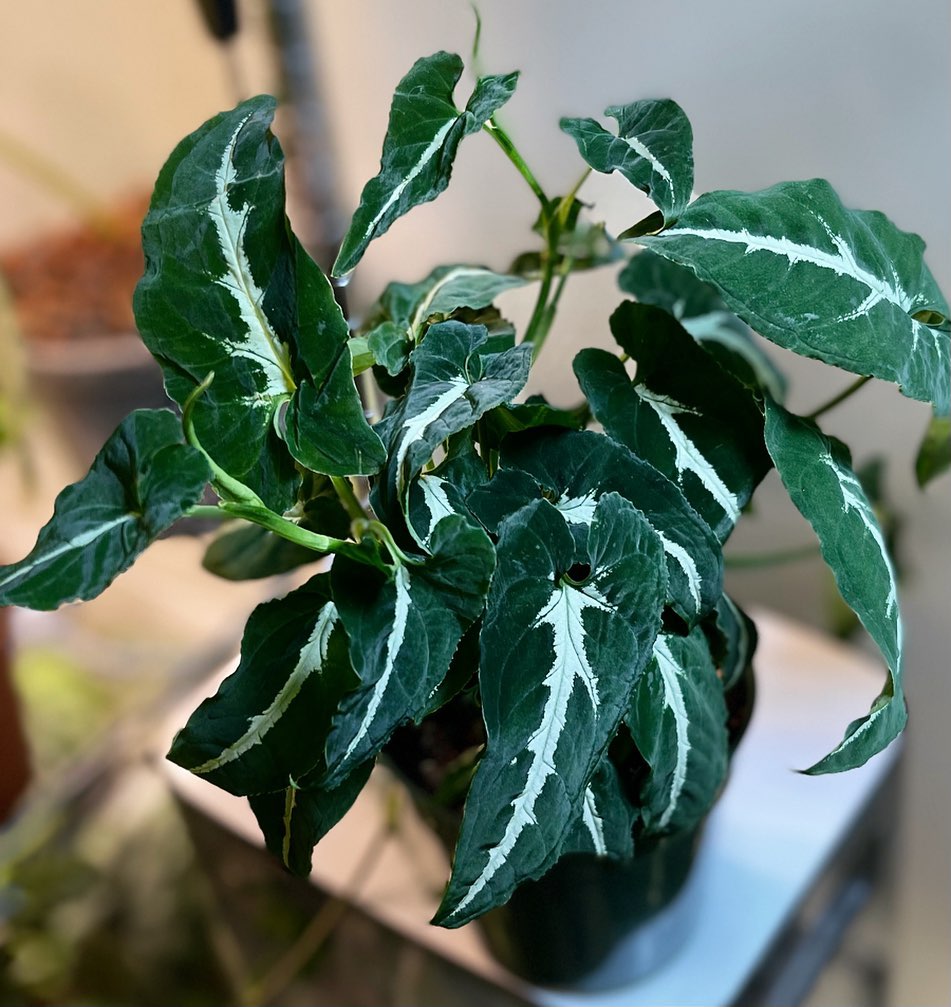 Syngonium Wendlandii