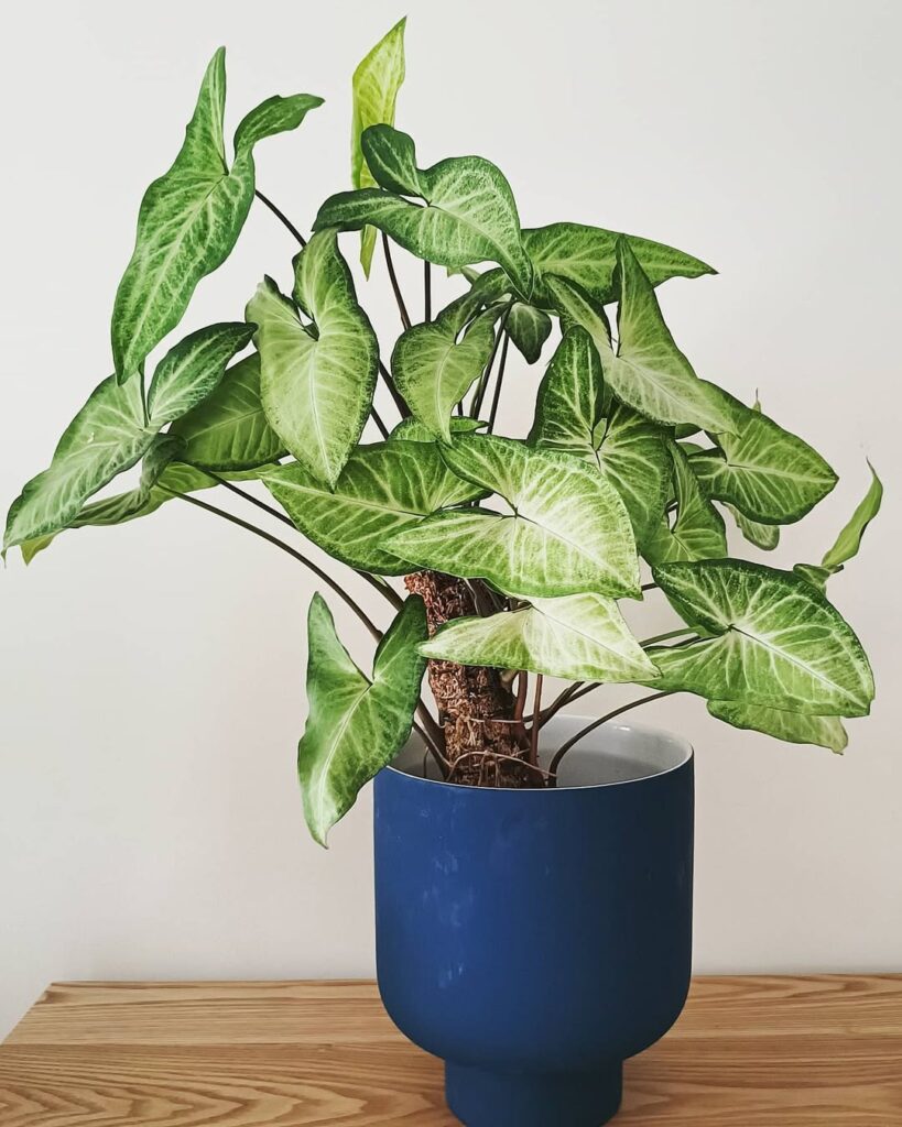 Syngonium White Butterfly