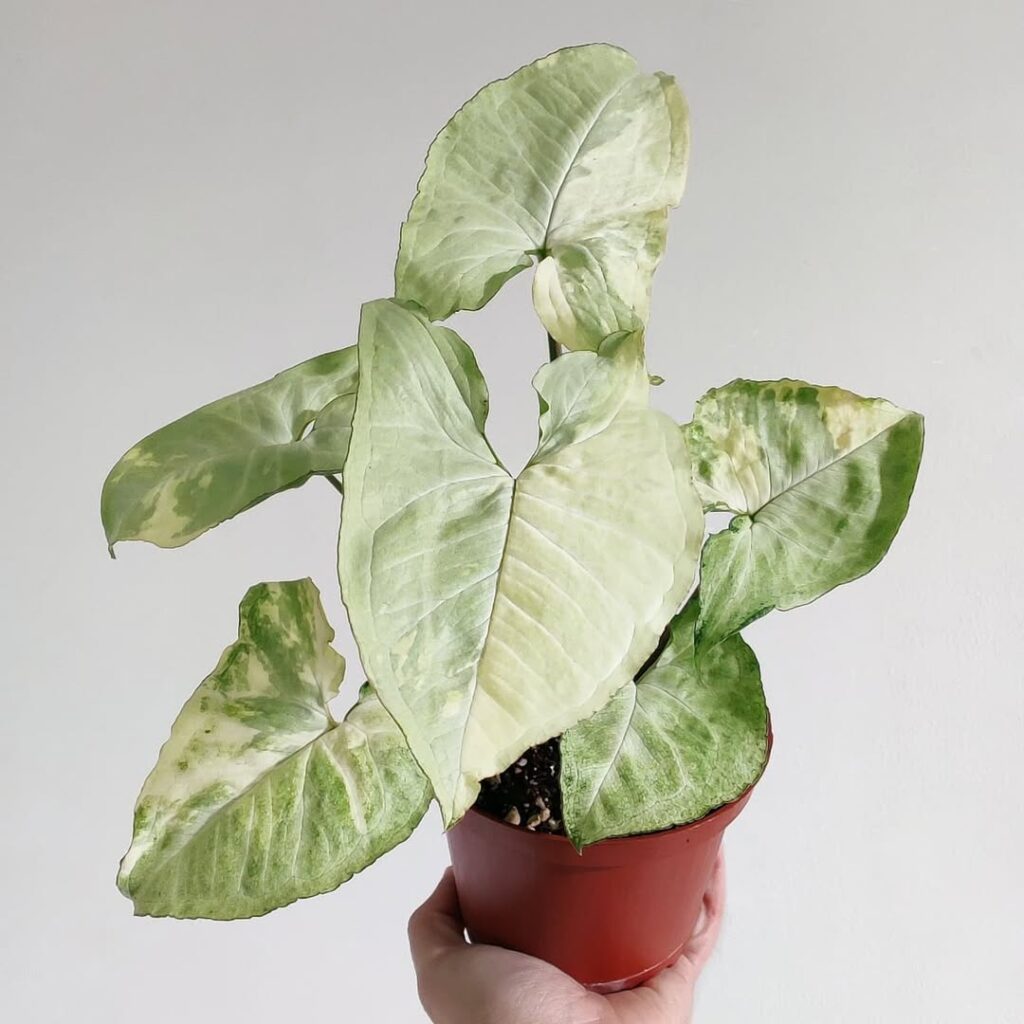 Syngonium White Butterfly Variegated