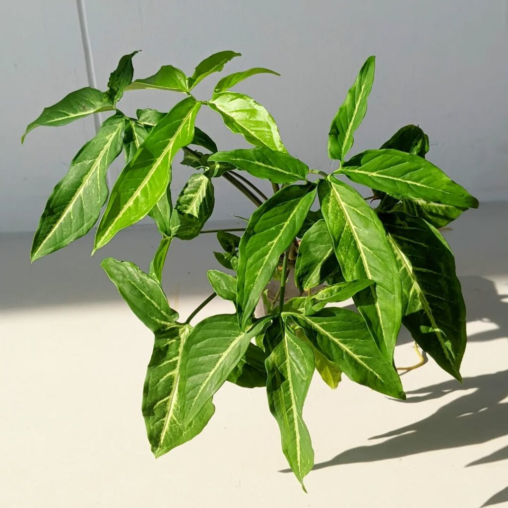 Syngonium angustatum
