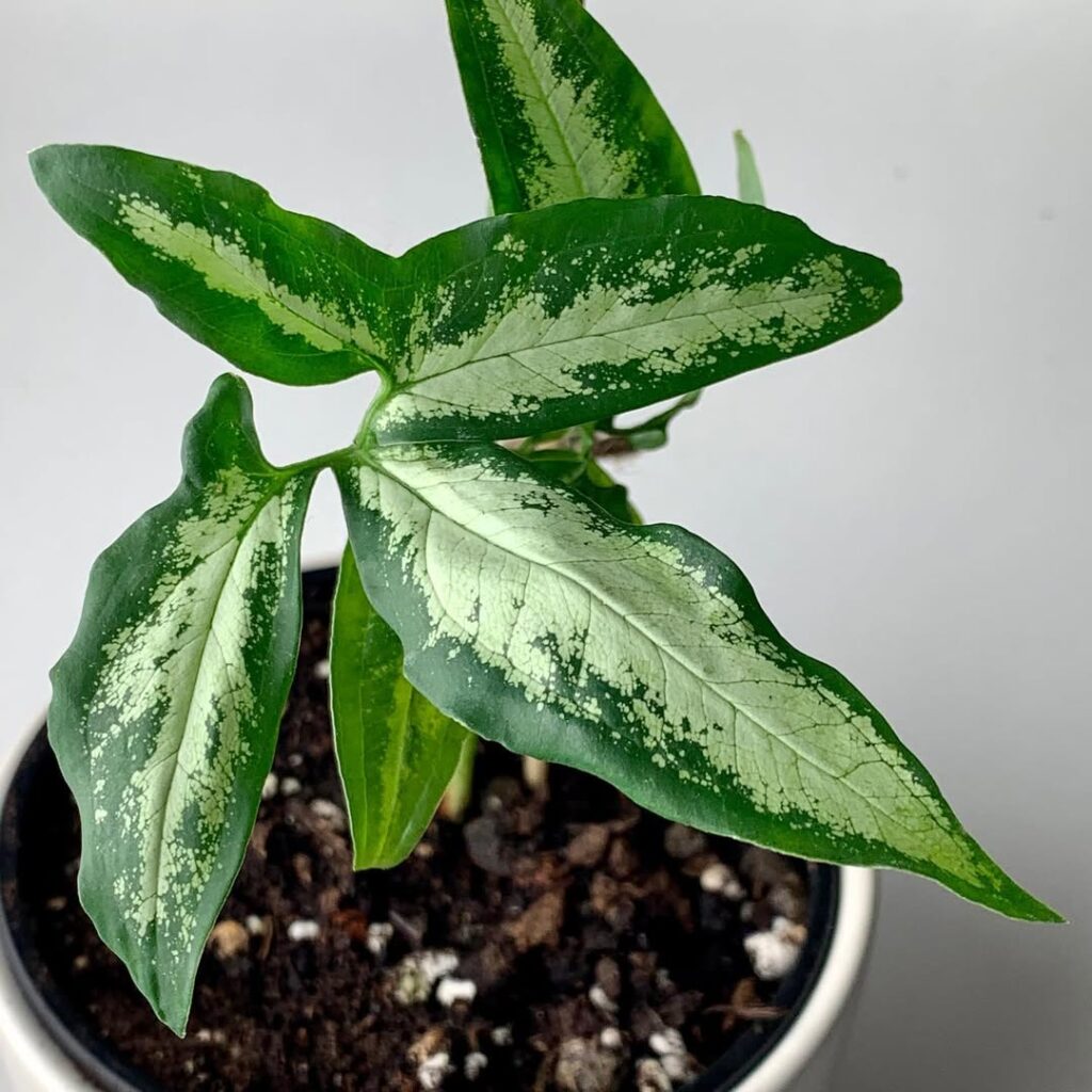 Syngonium angustatum Little Star