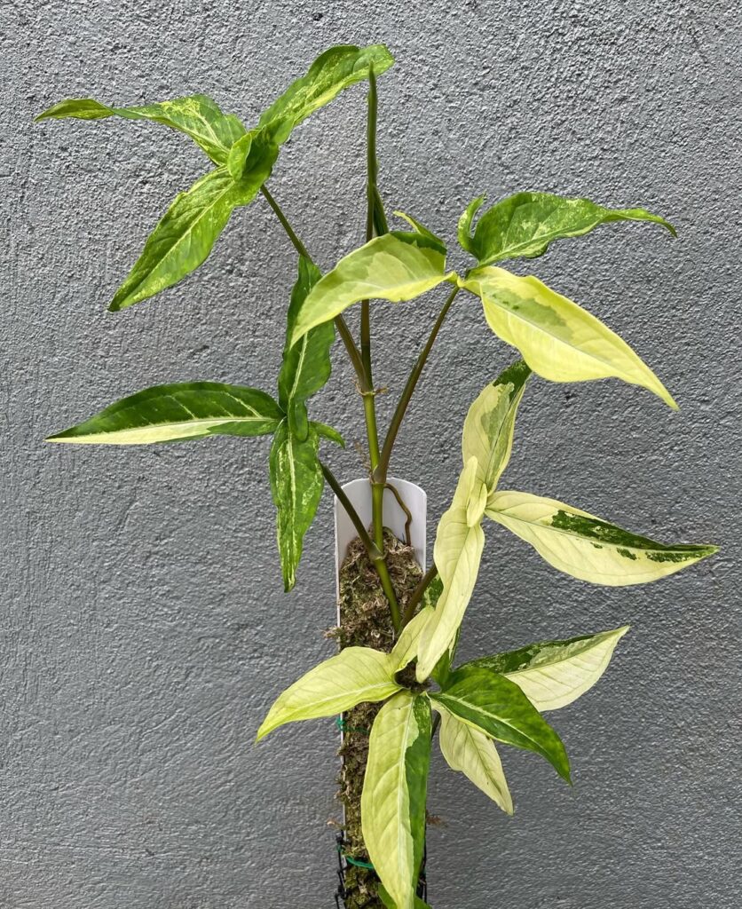 Syngonium angustatum Variegated
