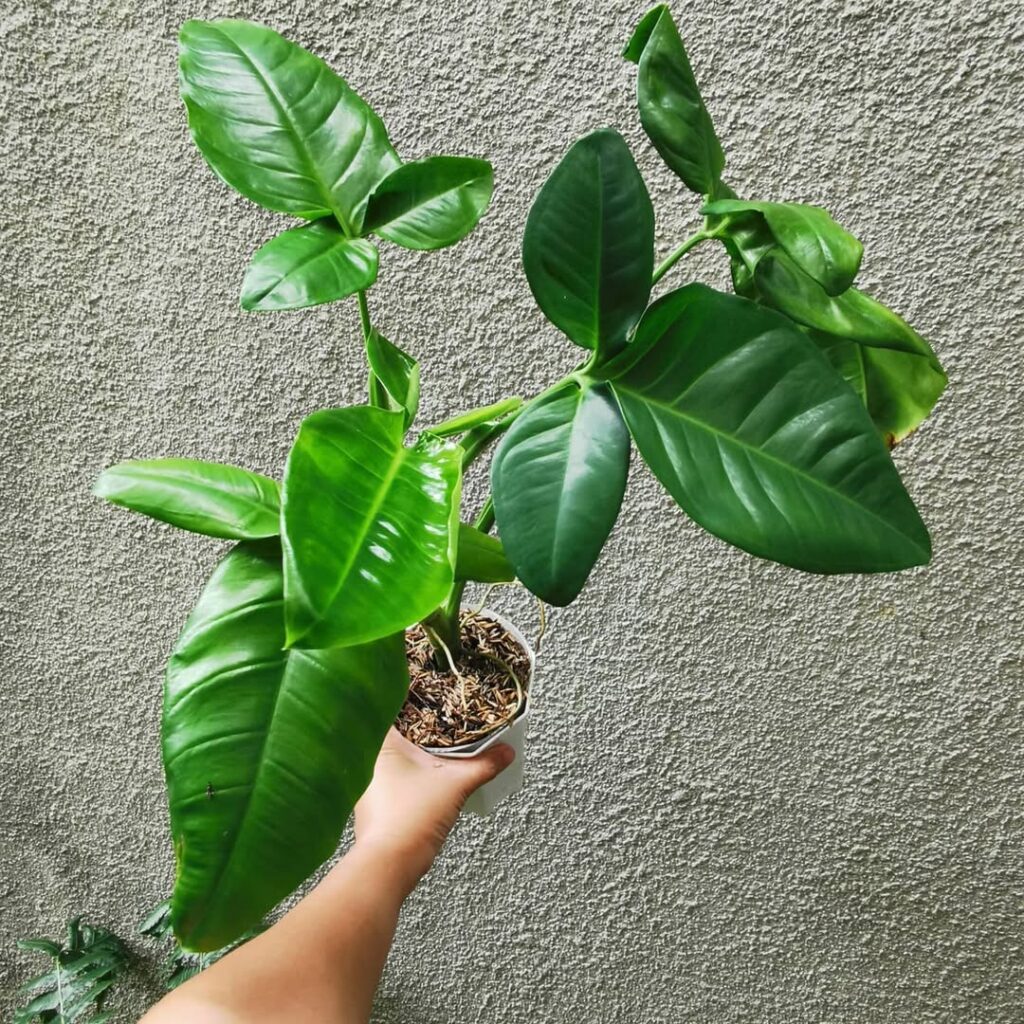 Syngonium auritum