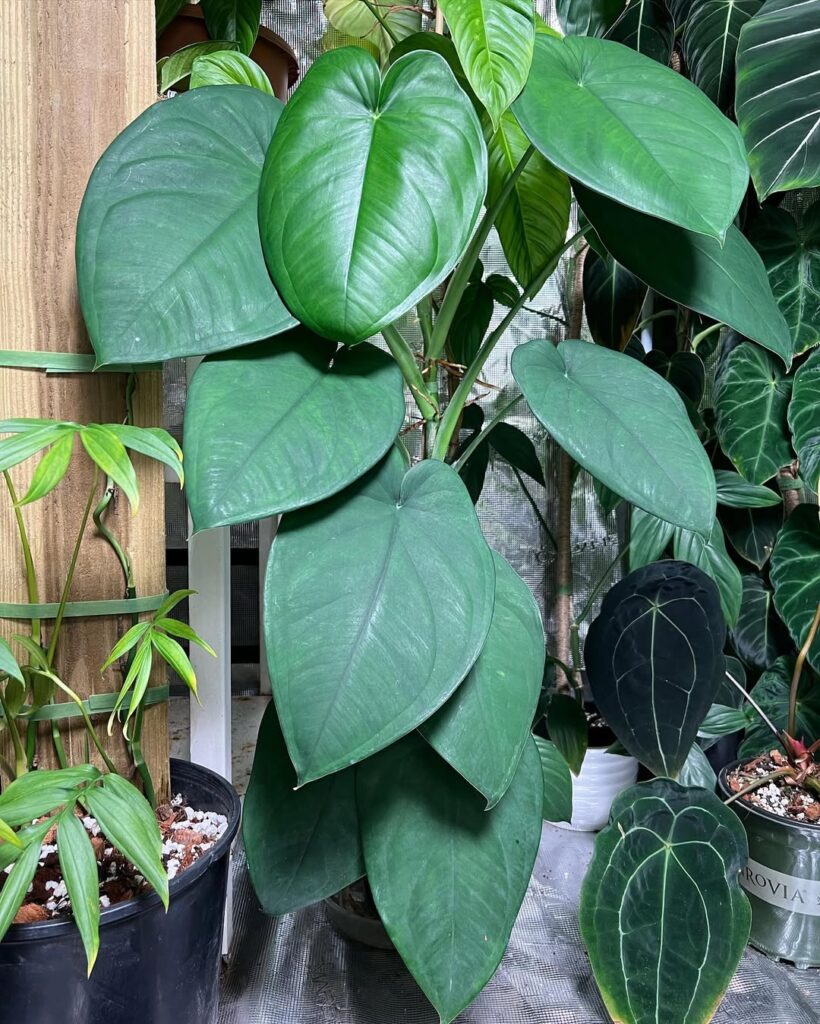 Syngonium chiapense