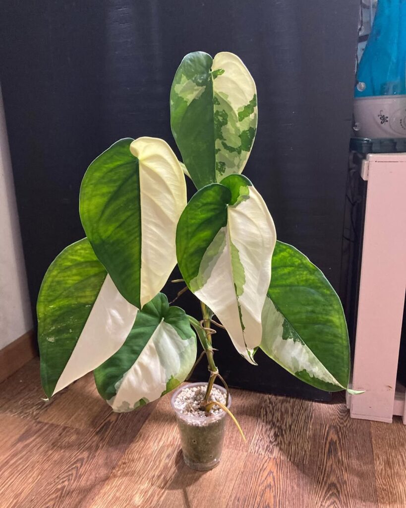 Syngonium chiapense Variegated