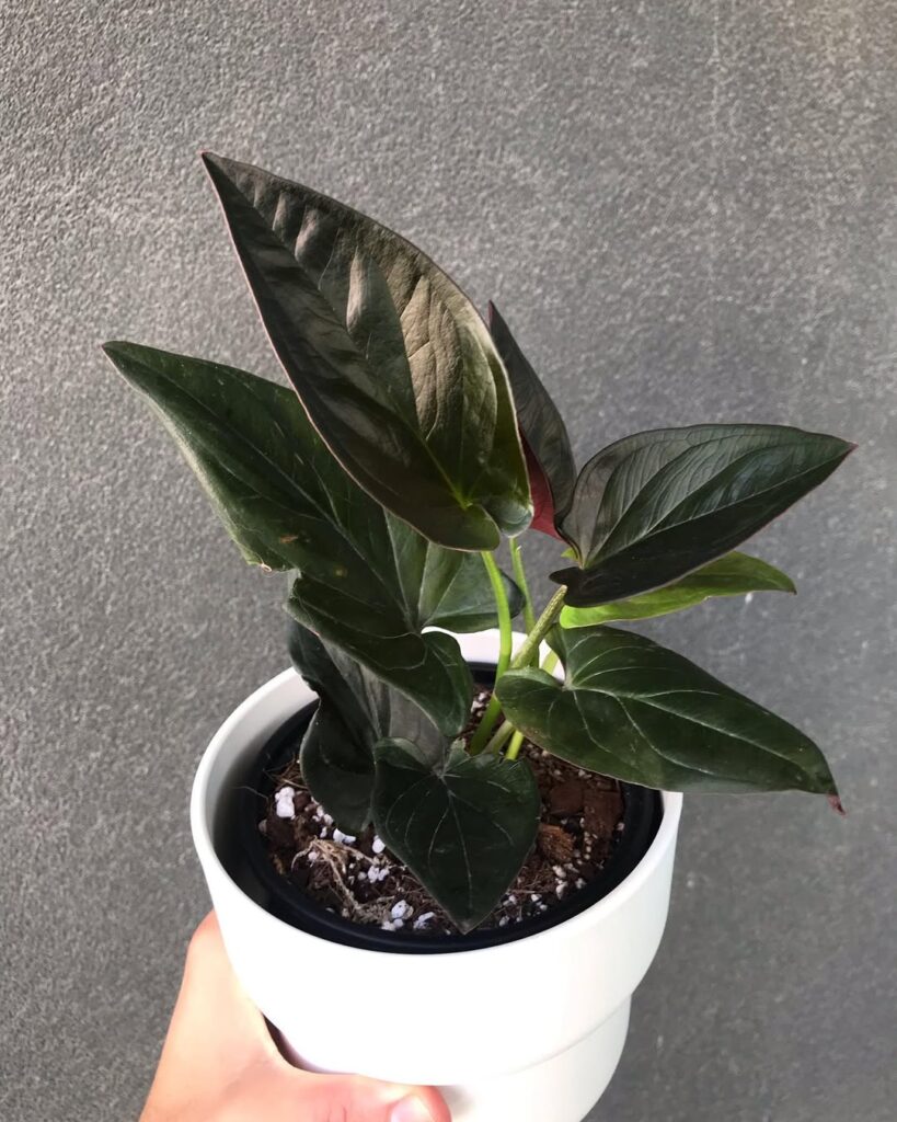 Syngonium erythrophyllum