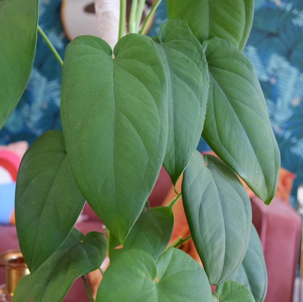 Syngonium macrophyllum