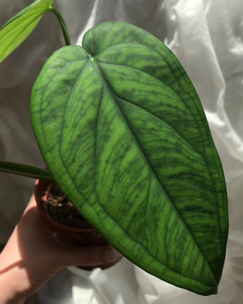 Syngonium macrophyllum Dark Knight