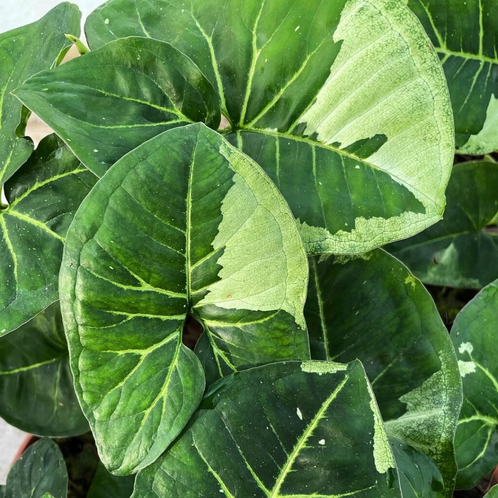 Syngonium podophyllum Panda