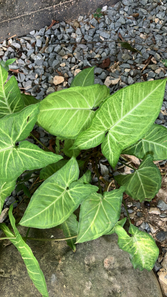Syngonium podophyllym
