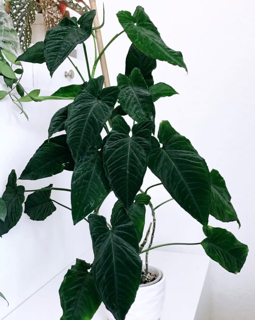 Syngonium rayii