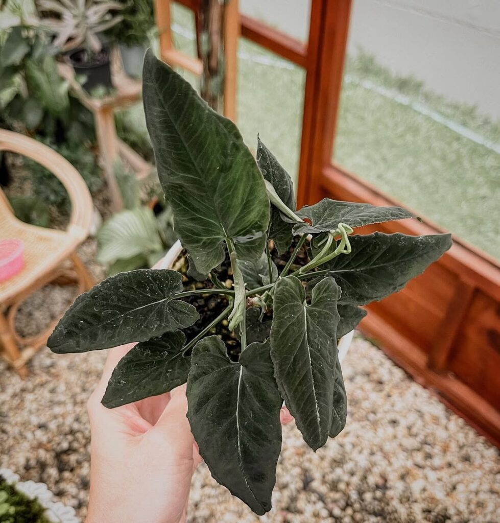 Syngonium rayii Dark Form