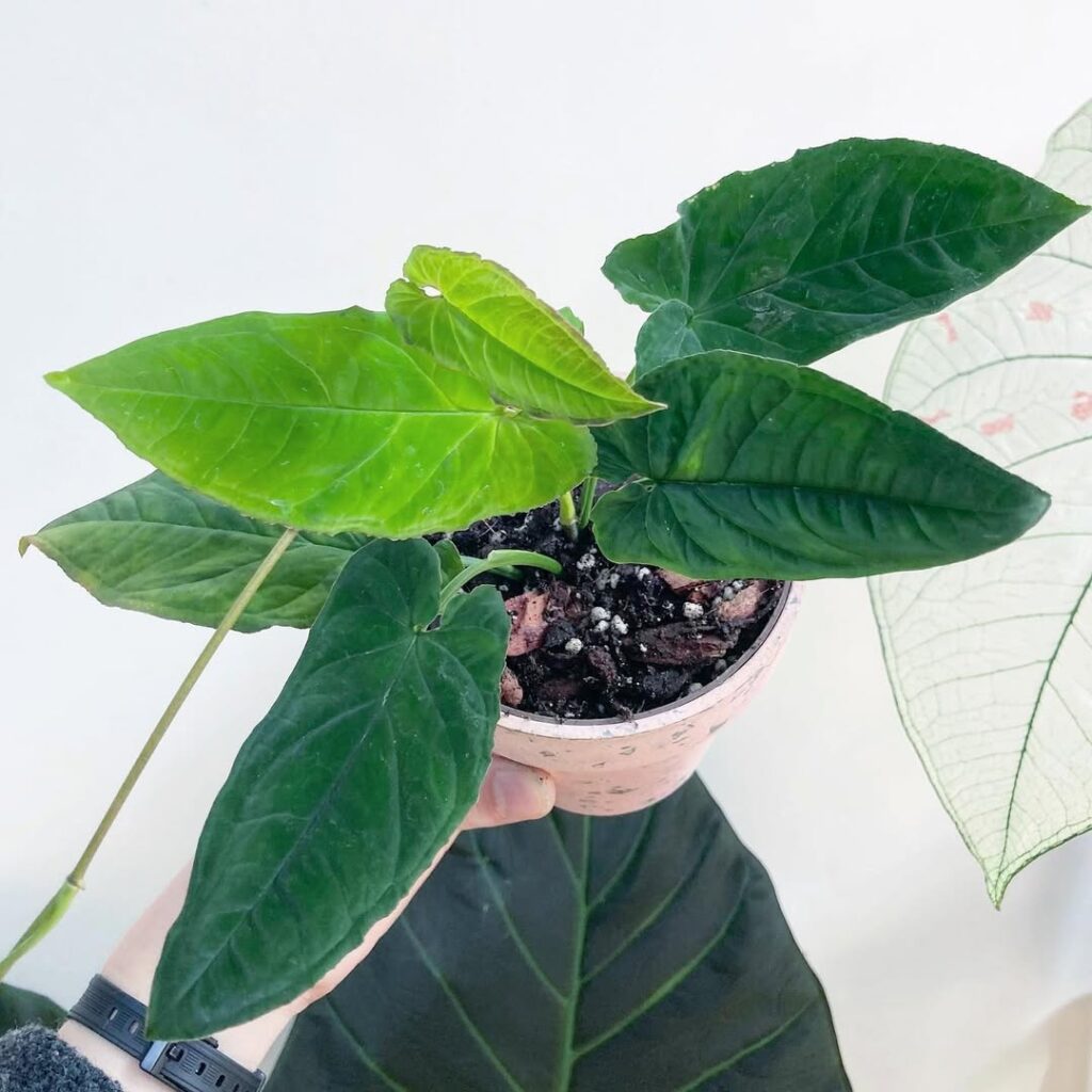 Syngonium rayii Green Form