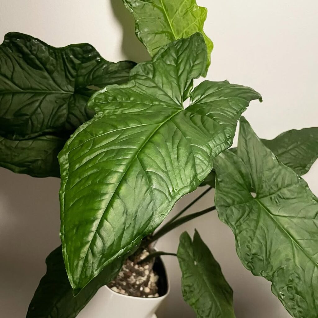 Syngonium steyermarkii