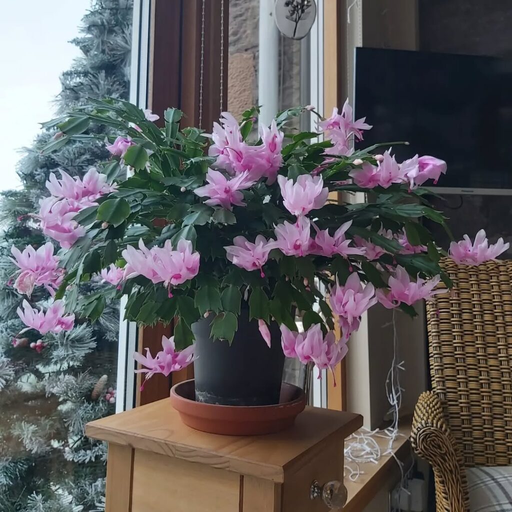 Thanksgiving cactus