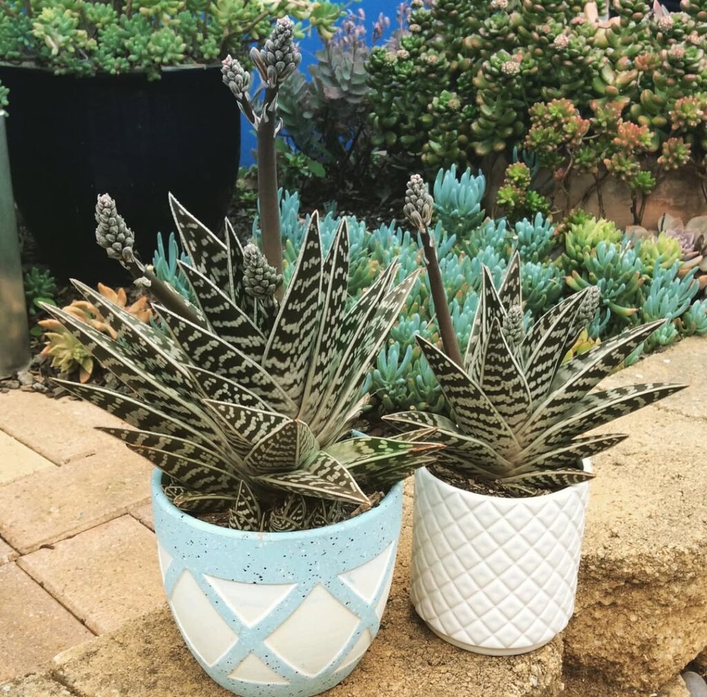 Tiger Aloe