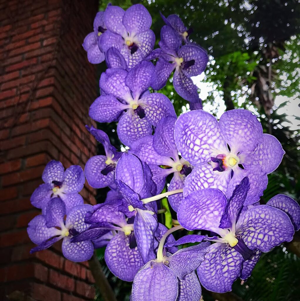 Tiger Blue Orchid