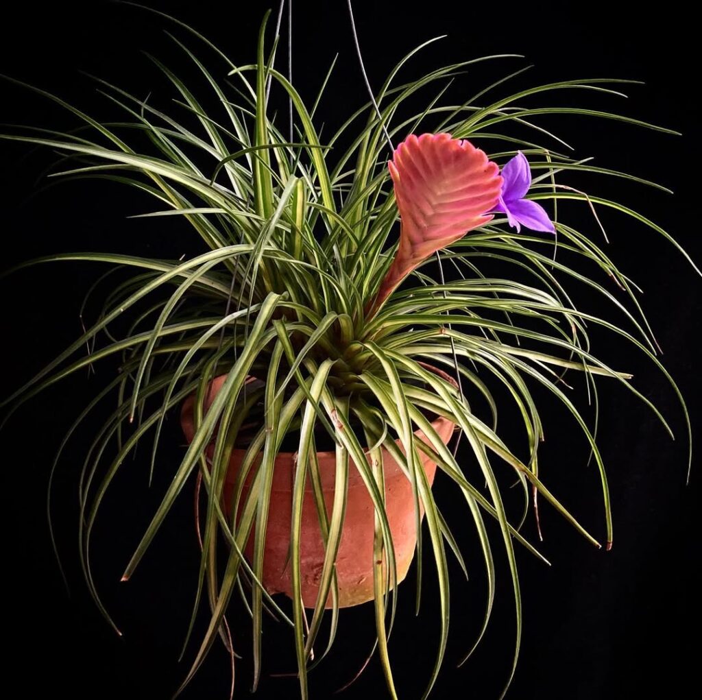 Tillandsia Cyanea