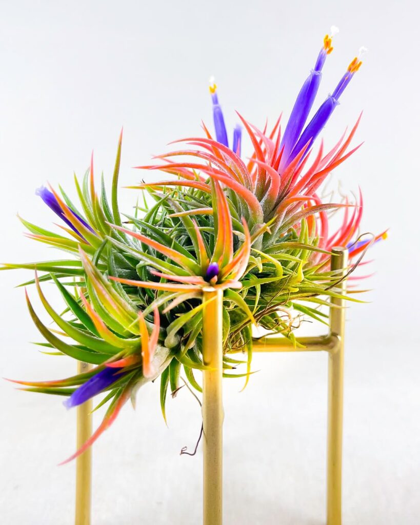 Tillandsia Ionantha