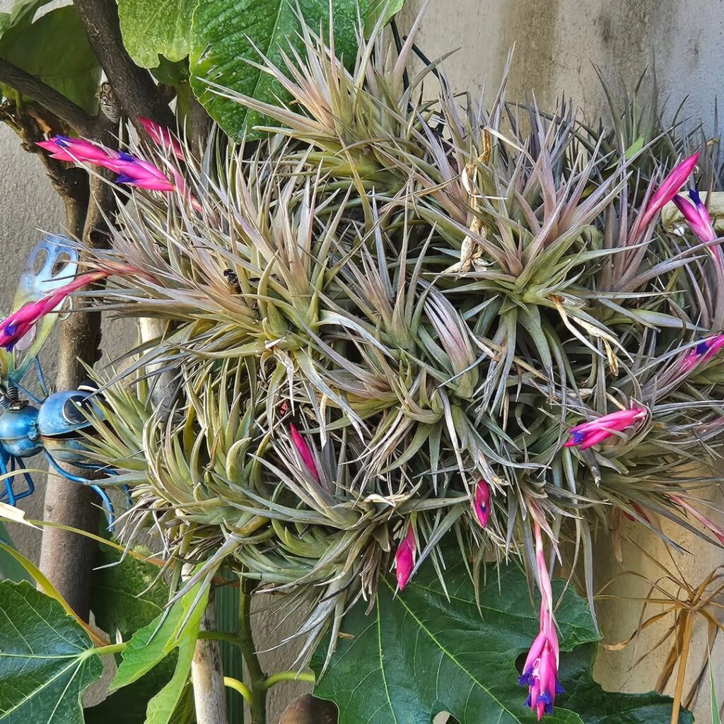 Tillandsia aeranthos