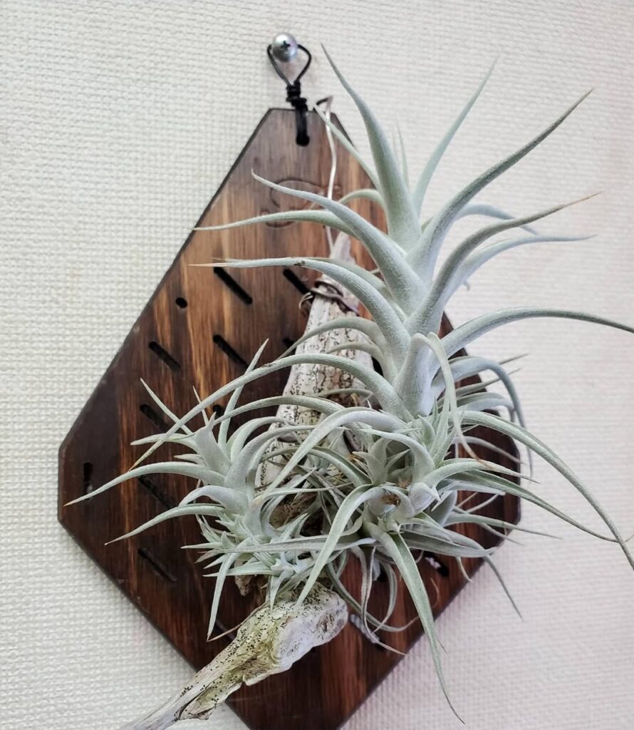 Tillandsia albida