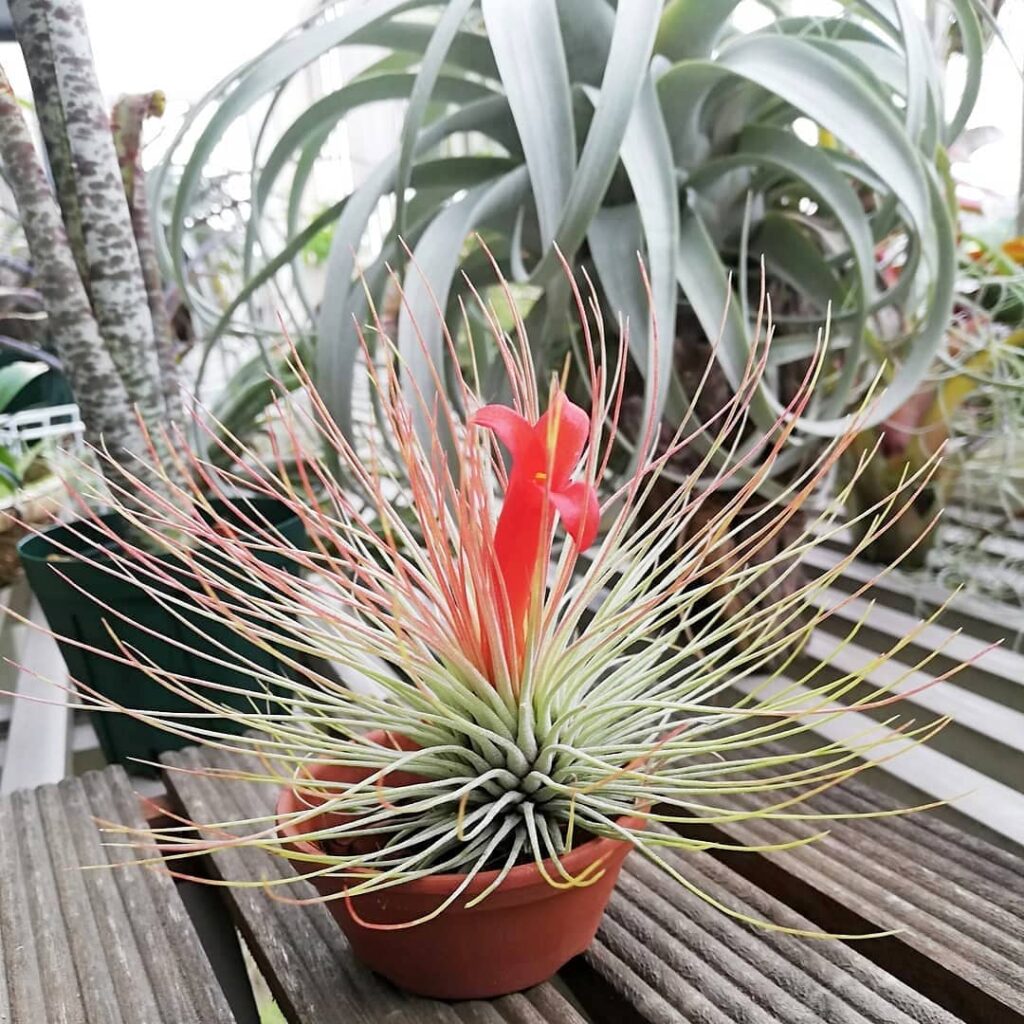 Tillandsia andreana