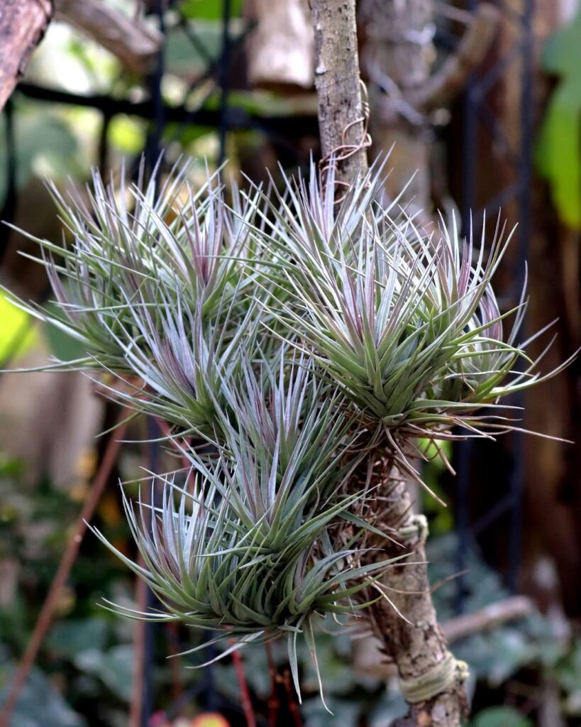 Tillandsia araujei