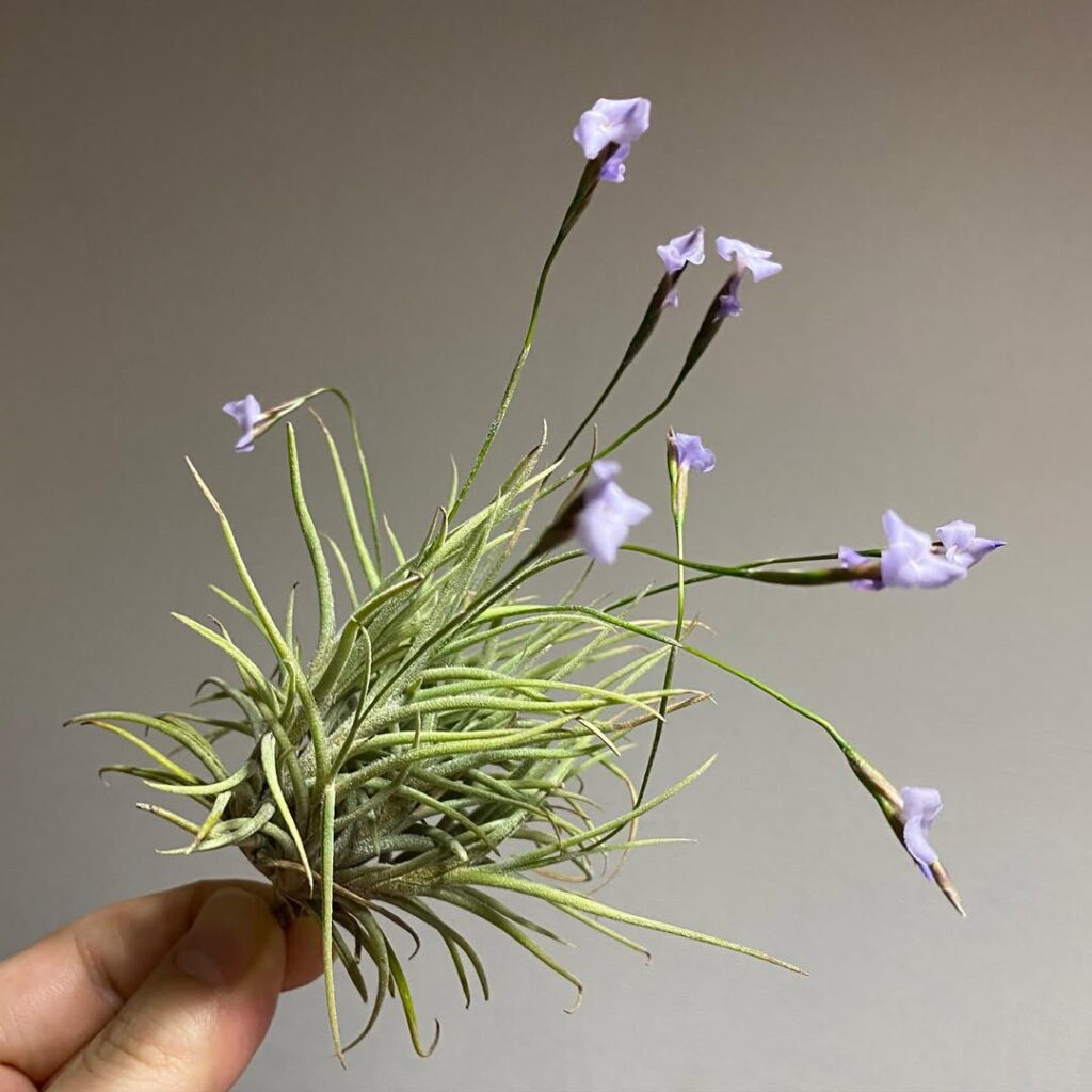 Tillandsia bandensis