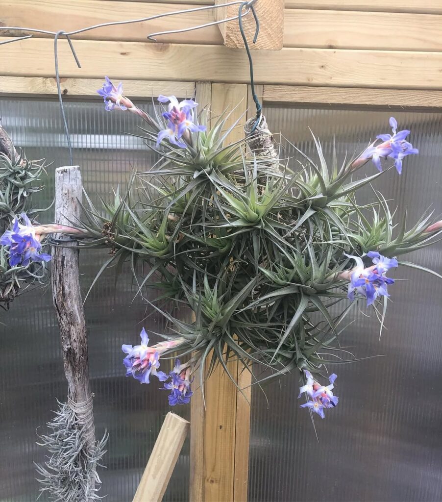 Tillandsia bergeri