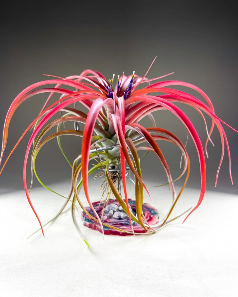 Tillandsia brachycaulos