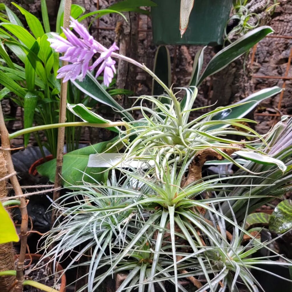 Tillandsia cacticola