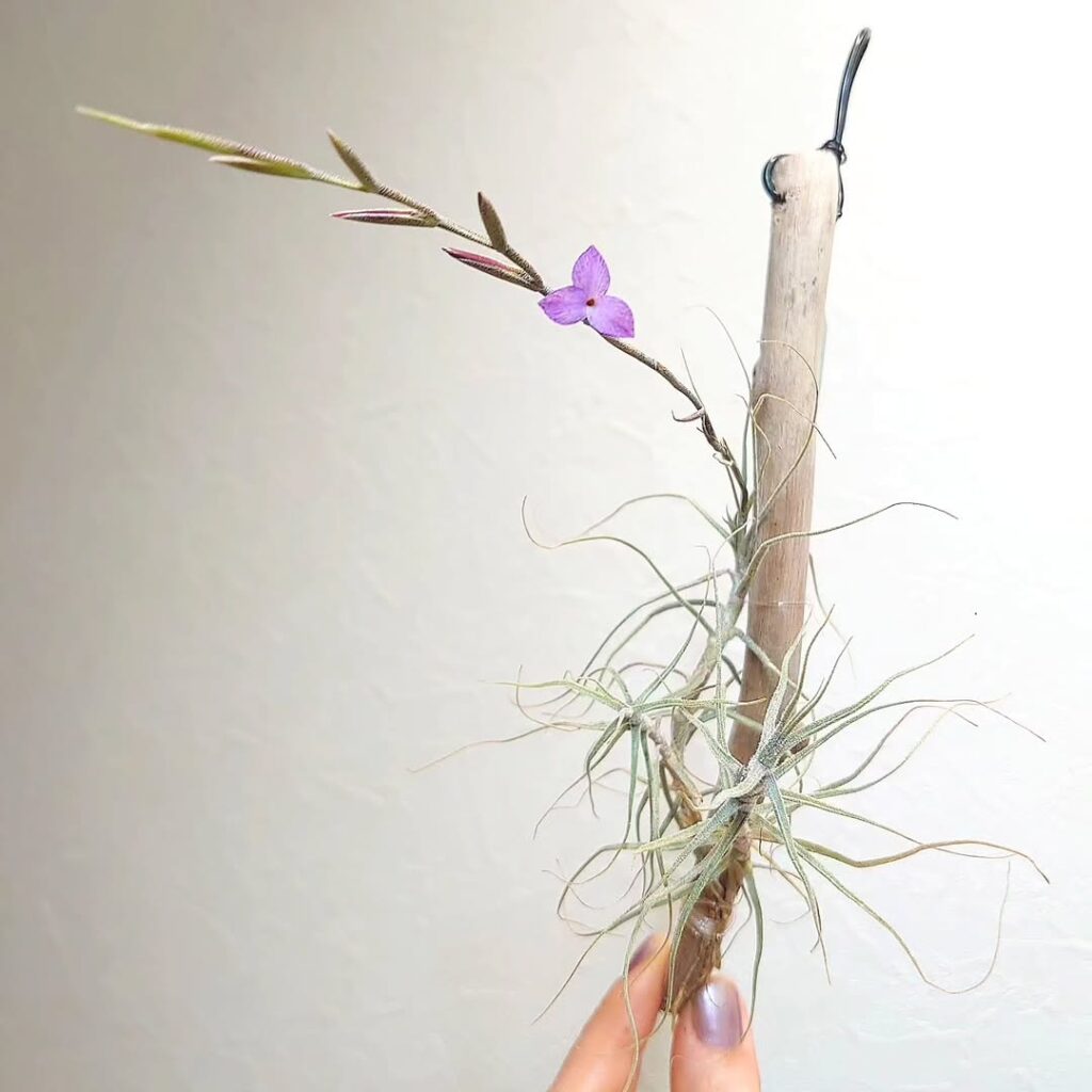 Tillandsia caerulea